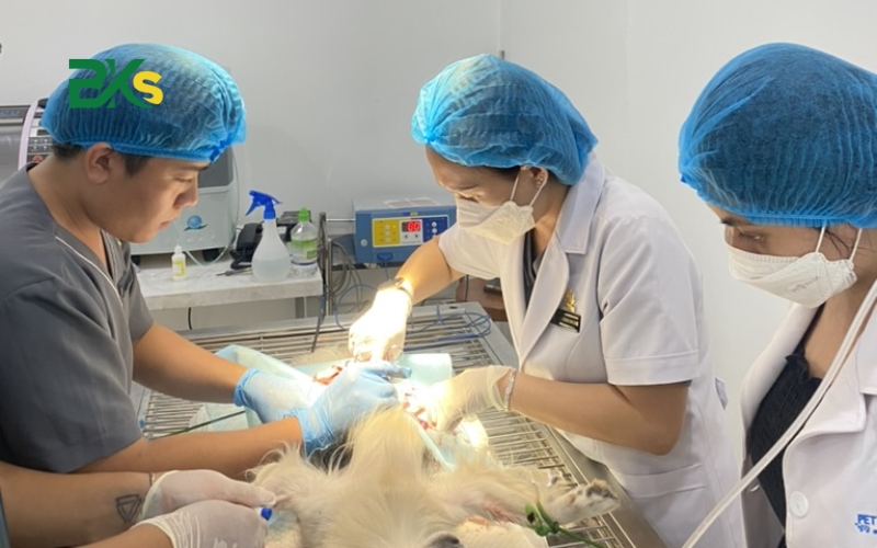 Bác sĩ thú y học bao nhiêu năm? Xét tuyển khối nào? 13 Bác sĩ thú y xét tuyển khối nào?