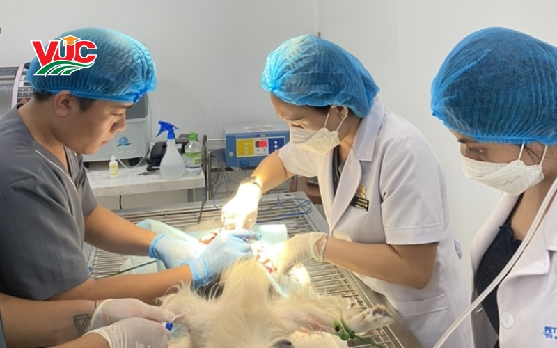 Bác sĩ thú y học bao nhiêu năm? Xét tuyển khối nào? 17 Bác sĩ thú y xét tuyển khối nào