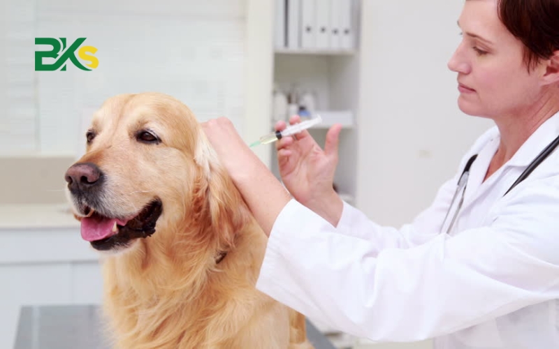 Tổng quan về Trung cấp Thú y