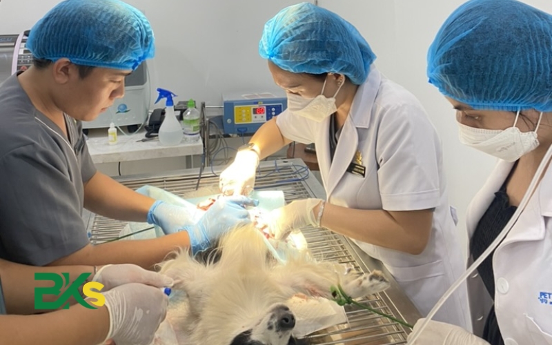 Học Trung cấp thú y có mở phòng khám được không?
