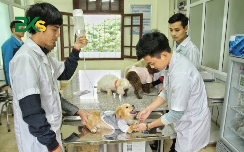 Lợi thế khi chọn học Cao đẳng thú y Từ xa 5 Học Cao đẳng thú y ra trường làm gì?