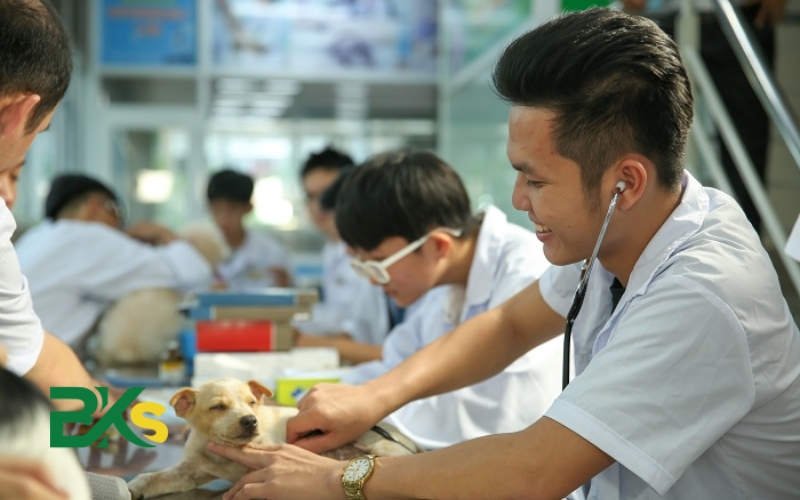Điều kiện học văn bằng 2 Trung cấp Thú y 5 Điều kiện học văn bằng 2 Trung cấp thú y