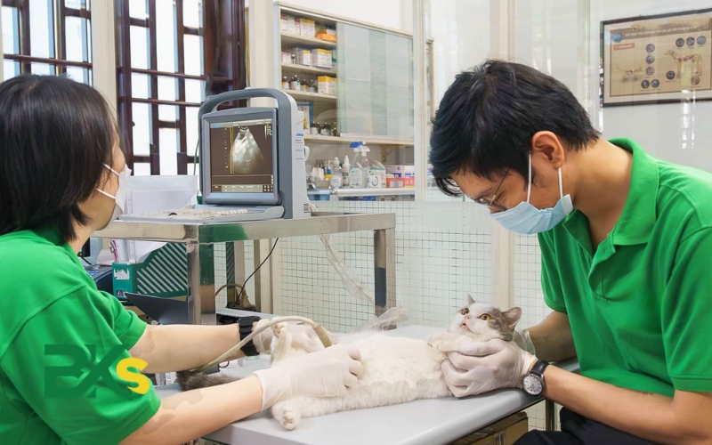 Điều kiện học văn bằng 2 Trung cấp Thú y 6 giá trị văn bằng 2 trung cấp thú y