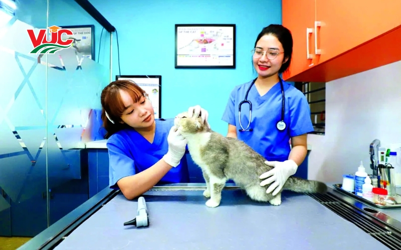 Lợi thế khi chọn học Cao đẳng thú y Từ xa 7 Thông tin tuyển sinh Cao đẳng thú y từ xa
