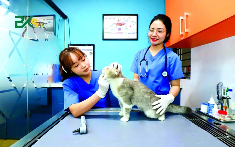 Lợi thế khi chọn học Cao đẳng thú y Từ xa 7 Thông tin tuyển sinh Cao đẳng Thú ý
