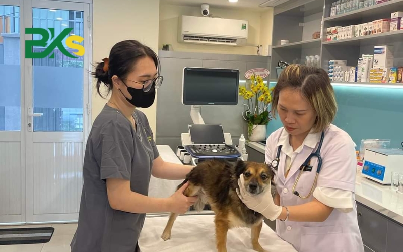 Điều kiện học văn bằng 2 Trung cấp Thú y 7 Thông tin tuyển sinh