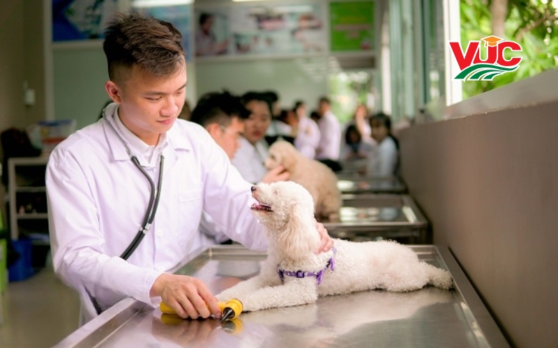 Tuyển sinh Trung cấp Thú y vừa học vừa làm mới nhất 5 Giới thiệu việc Trung cấp thú y vừa học vừa làm