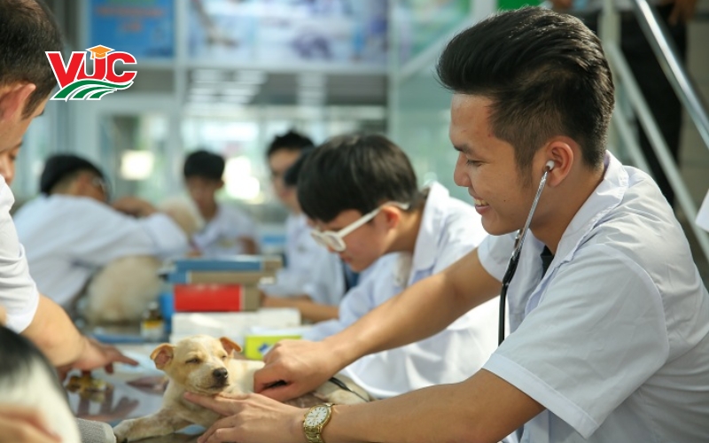 Chương trình học Liên thông Cao đẳng thú y chất lượng 6 Thời gian học liên thông cao đẳng thú y