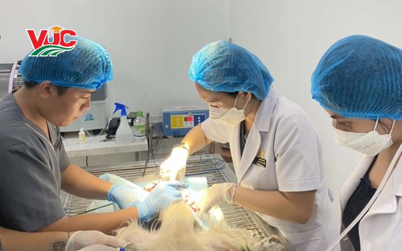 Tuyển sinh Trung cấp Thú y Từ Xa mới nhất 7 Thông tin tuyển sinh Trung cấp Thú y từ xa