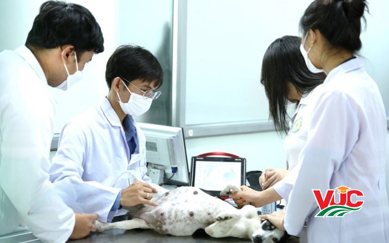 Tuyển sinh Trung cấp Thú y vừa học vừa làm mới nhất 7 Thông tin tuyển sinh Trung cấp Thú y
