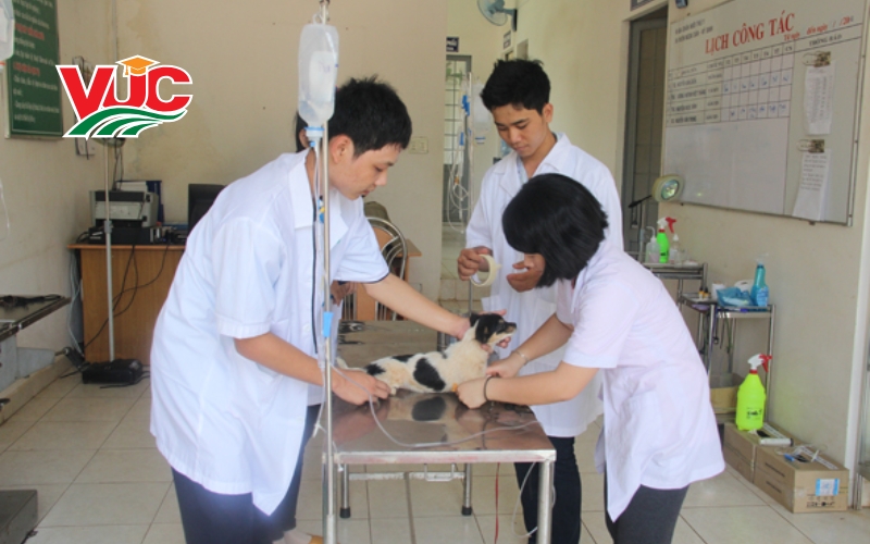 Chương trình học Trung cấp Thú y Vừa học vừa làm như thế nào? 5 Học Trung cấp Thú y vừa học vừa làm liệu có chất lượng?