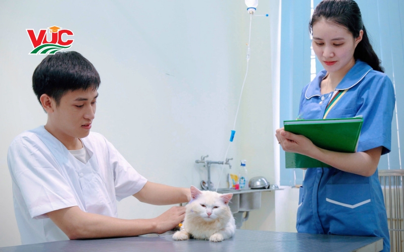 Điều kiện liên thông Cao đẳng thú y là gì? 6 Liên thông Cao đẳng Thú y trong bao lâu?