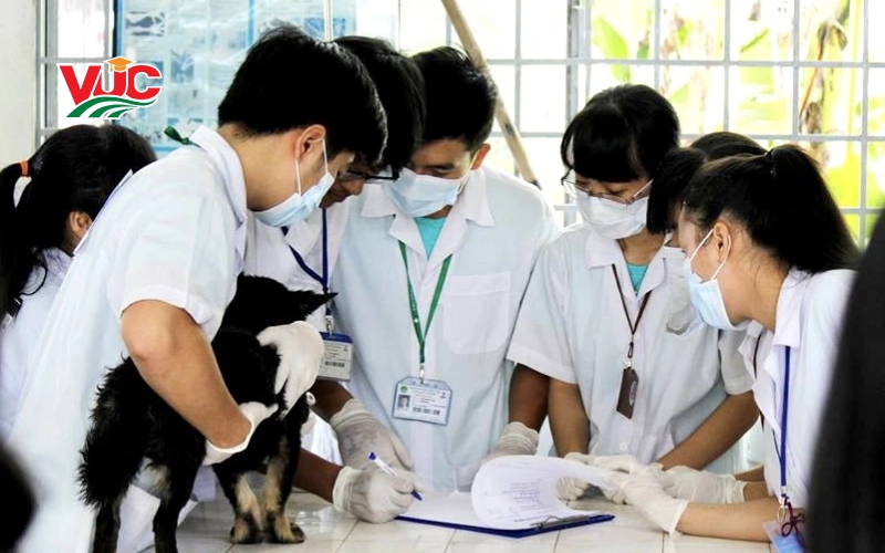 Điều kiện liên thông Cao đẳng thú y là gì? 5 Điều kiện liên thông Cao đẳng Thú y