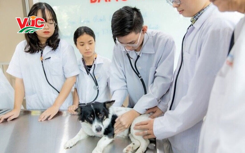 Điều kiện liên thông Cao đẳng thú y là gì? 7 Thông tin tuyển sinh liên thông Cao đẳng Thú y