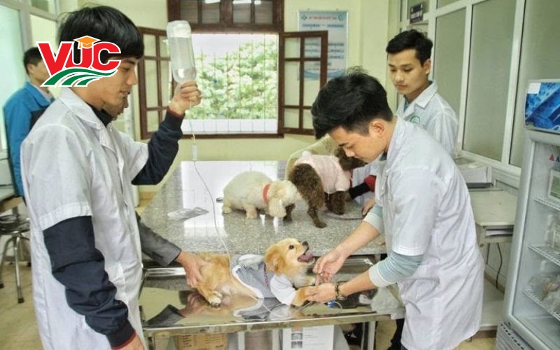 Lợi ích khi học Trung cấp Thú y vừa học vừa làm? Học ở đâu? 6 Học Trung cấp Thú Y vừa học vừa làm ở đâu?