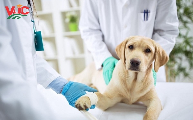 Cao đẳng thú Y xét tuyển khối nào? Lấy bao nhiêu điểm năm 2026? 5 Cao đẳng Thú Y xét tuyển khối nào? Lấy bao nhiêu điểm?