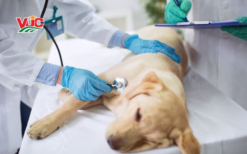 Liên thông Cao đẳng Thú Y mất bao lâu? Học phí như nào? 6 Học phí chương trình liên thông Cao đẳng Thú Y