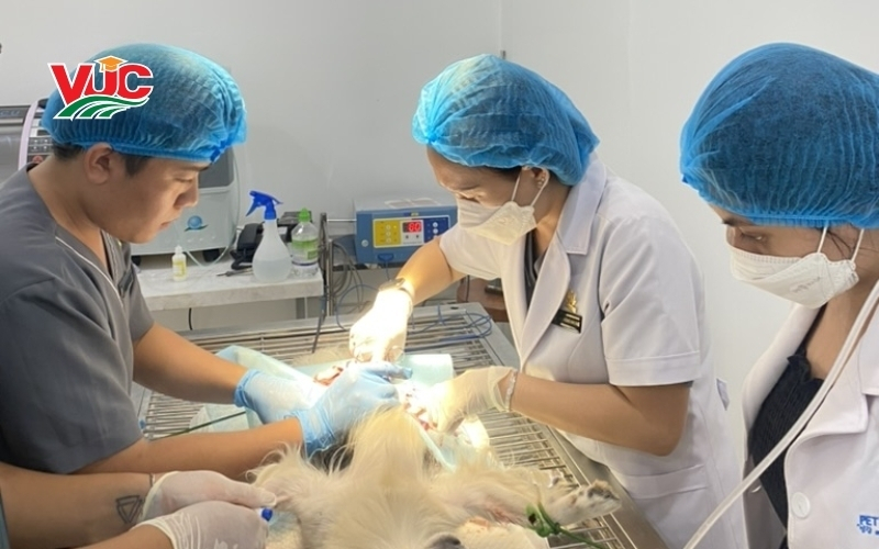 Học văn bằng 2 Trung cấp Thú Y vừa học vừa làm tại Trung cấp Bách Khoa Việt Úc