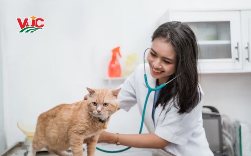 Bạn sẽ học được gì sau chương trình đào tạo Cao đẳng Thú Y tại Việt Úc