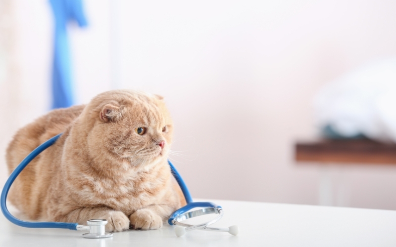 Học Văn bằng 2 Trung cấp Thú Y vừa học vừa làm ở đâu uy tín?