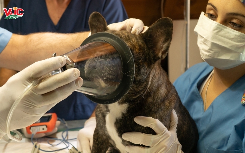 Tại sao nên chọn mô hình Văn bằng 2 Trung cấp Thú Y vừa học vừa làm thay vì hệ chính quy?