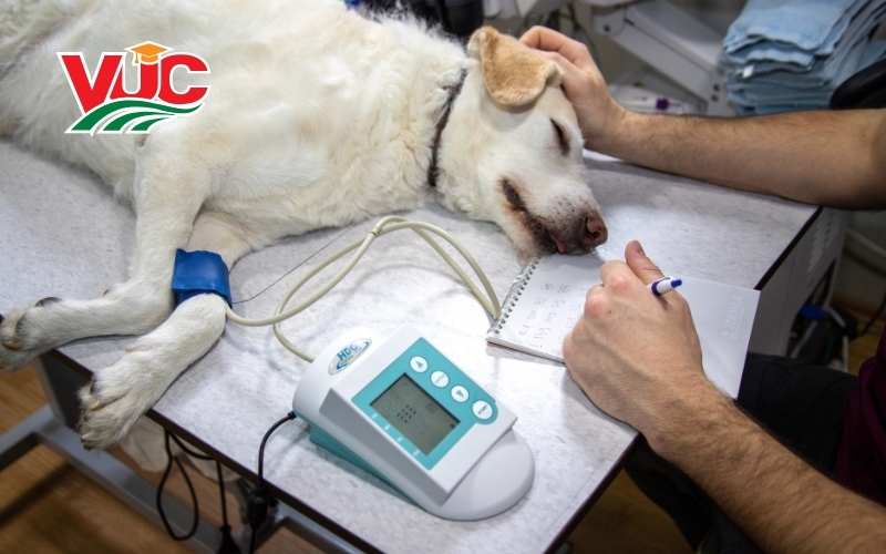 Trường đào tạo ngành Thú Y hệ từ xa - Học phí rẻ 7 Thông tin tuyển sinh đào tạo ngành Thú Y hệ từ xa