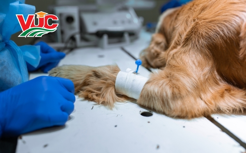 Trường đào tạo ngành Thú Y hệ từ xa - Học phí rẻ 6 Tiêu chí chọn trường đào tạo ngành Thú Y hệ từ xa uy tín?