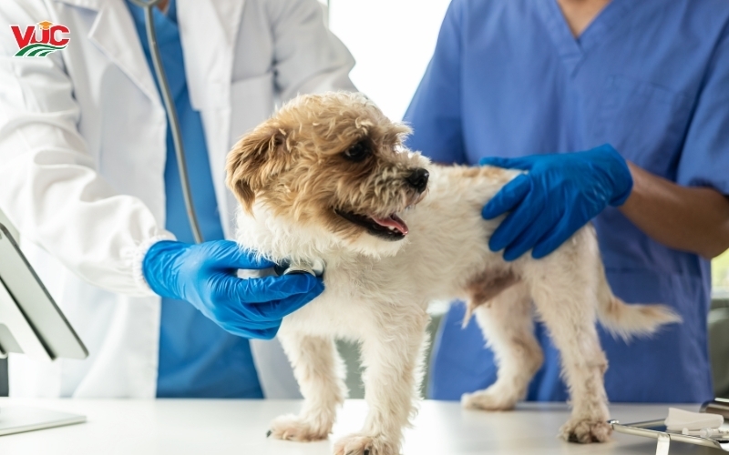 Trường đào tạo ngành Thú Y hệ từ xa - Học phí rẻ 5 Đào tạo ngành Thú Y hệ từ xa là gì? Có đảm bảo chất lượng?