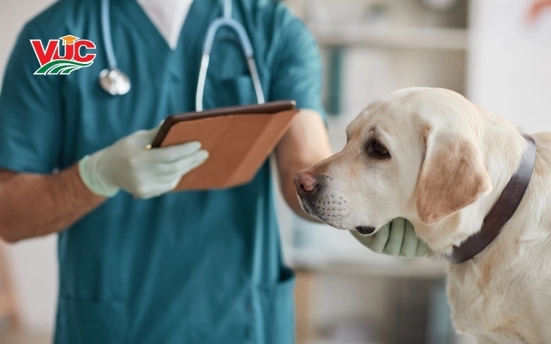 Trung cấp Thú Y liên thông Bác sĩ có lợi ích gì?