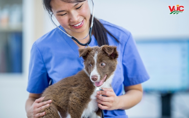 Thông tin tuyển sinh học Bác sĩ Thú Y