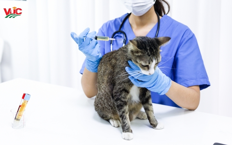 Học Bác sĩ Thú y mất mấy năm? Các cột mốc thời gian cụ thể