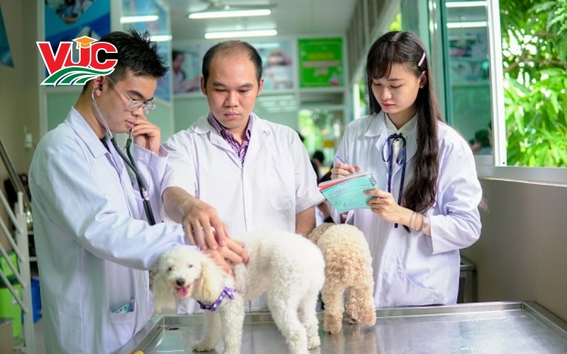 Liên thông Bác sĩ Thú Y vừa học vừa làm: Đảm bảo thỏa điều kiện thăng tiến 7 Trung cấp Bách Khoa Việt Úc – Đơn vị đào tạo liên thông Bác sĩ Thú y Vừa học vừa làm uy tín