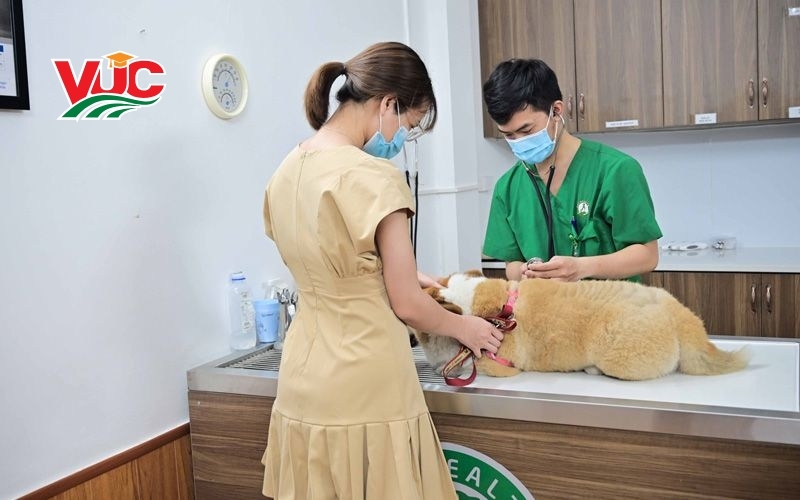 Liên thông Bác sĩ Thú Y vừa học vừa làm: Đảm bảo thỏa điều kiện thăng tiến 6 Tốt nghiệp hệ Liên thông Bác sĩ Thú Y vừa học vừa làm ra làm gì?