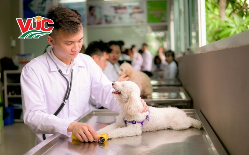 Khóa cao đẳng Thú y học cuối tuần thực tế là học những gì?