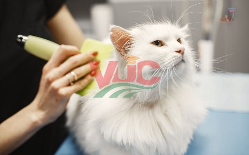 Học phí liên thông trung cấp Thú Y lên Bác sĩ bao nhiêu? 7 Đăng ký học liên thông Thú Y uy tín tại Trung cấp Bách Khoa Việt Úc