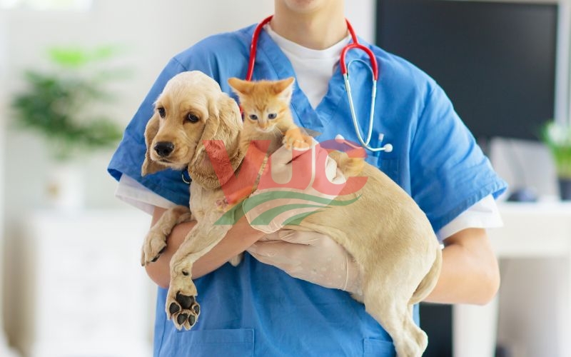 Học phí liên thông trung cấp Thú Y lên Bác sĩ bao nhiêu? 6 Có nên đầu tư học phí liên thông trung cấp thú y lên bác sĩ?