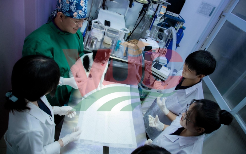 Học Trung cấp Thú y ra làm gì? Dễ xin việc không? 7 Cơ hội nghề nghiệp và nhu cầu tuyển dụng ngành Thú y trong tương lai