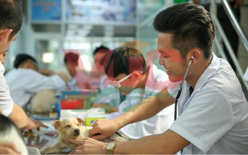 Chương trình đào tạo tại các trường Cao đẳng Thú y TPHCM có tốt không?