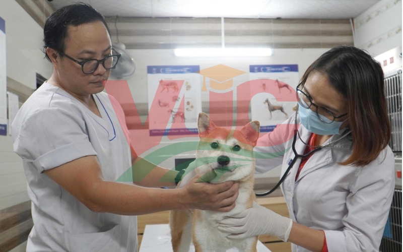 Chương trình học Thú y từ xa tại trường Bách khoa Việt Úc (VUC)
