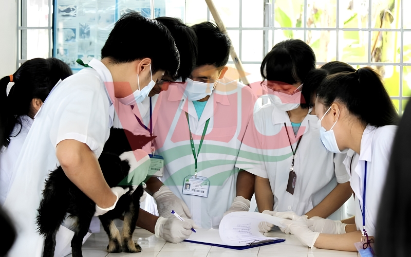 Hình thức xét tuyển online của các trường Cao đẳng Thú y TPHCM ra sao?