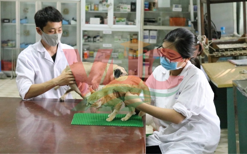 Sau 30 tuổi có nên học Thú y không?