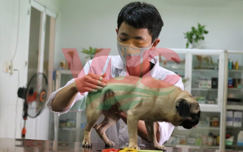 Sau 30 tuổi có nên học Thú y không?