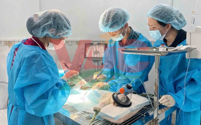 Học Trung cấp Thú y ra làm gì? Dễ xin việc không? 6 Tốt nghiệp khóa học Trung cấp Thú y ra làm gì?