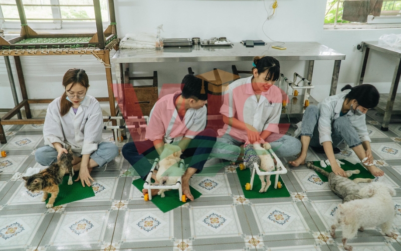 Ai nên lấy chứng chỉ Thú y ngắn hạn?