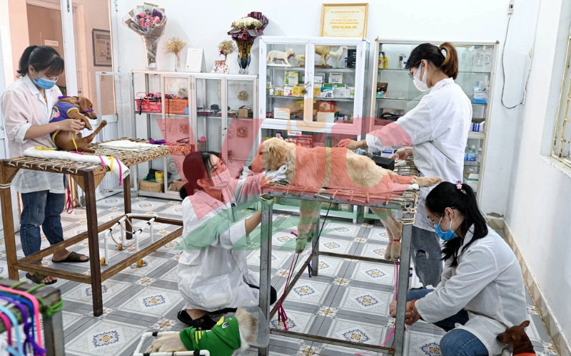 Cơ hội việc làm và mức lương của ngành Thú y hiện nay