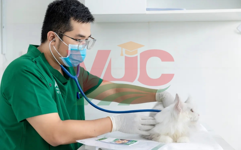 Cơ hội việc làm và mức lương hiện tại của ngành thú y