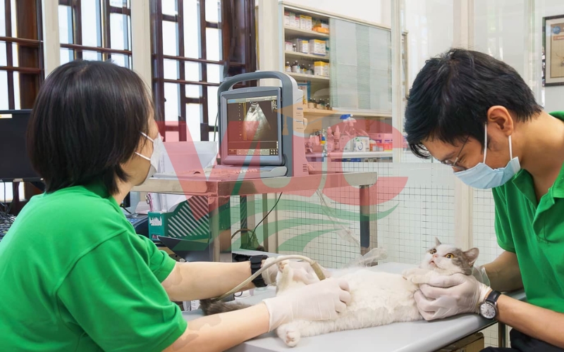 Nên học Trung cấp Thú y Online hay chứng nghỉ ngắn hạn?